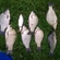 Crucian carp