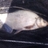 Carp bream