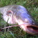 Wels catfish