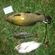 Tench