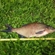 Carp bream