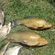 Tench