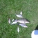 Carp