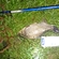 Prussian carp