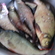 Carp bream