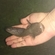 Wels catfish