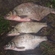 Carp bream