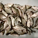 Carp bream