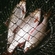 Roach