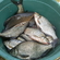 Carp bream