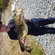 Atlantic cod