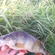 Eurasian perch