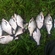 Carp bream