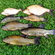 Tench