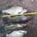 Tench