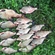 Carp bream