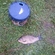 Prussian carp