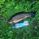 Tench