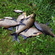 Carp bream