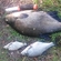 Carp bream