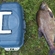 Carp bream