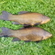 Tench