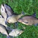 Carp bream