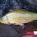 Tench