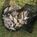 Carp bream