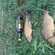 Crucian carp