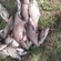 Carp bream