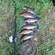 Tench