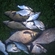 Carp bream