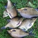 Carp bream
