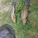 Tench