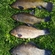 Prussian carp