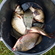 Prussian carp