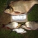 Carp bream