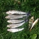 Grayling