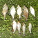 Carp bream