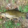 Tench