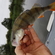 Eurasian perch