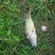 Eurasian perch