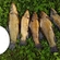 Tench