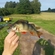 Eurasian perch
