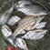 Carp bream