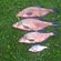 Carp bream