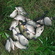 Prussian carp