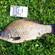 Prussian carp