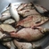 Carp bream